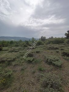 Arsa-Bağ & Bahçe