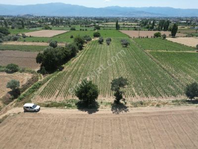 Arsa-Bağ & Bahçe