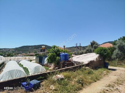 Arsa-Zeytinlik