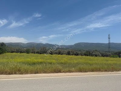 Arsa-Zeytinlik