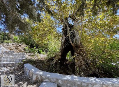 Arsa-Konut İmarlı