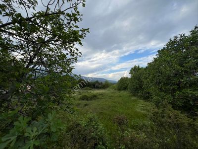 Arsa-Tarla