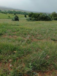 Arsa-Tarla