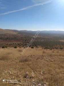 Arsa-Arazi
