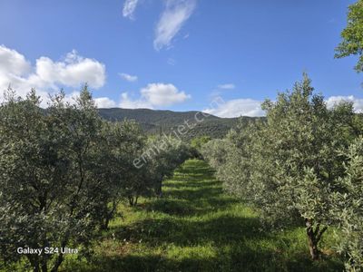 Arsa-Tarla