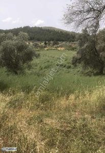 Arsa-Tarla