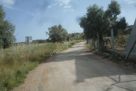 Arsa-Bağ & Bahçe