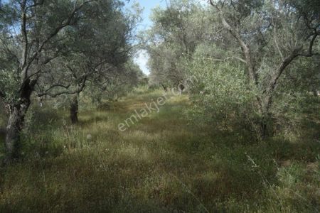 Arsa-Zeytinlik