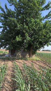 Arsa-Tarla