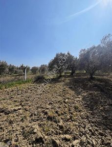 Arsa-Zeytinlik