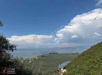 Arsa-Zeytinlik