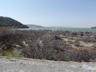 Arsa-Zeytinlik