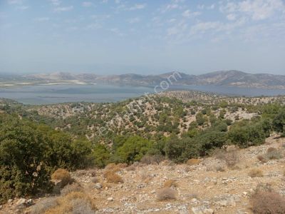 Arsa-Zeytinlik