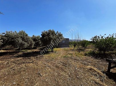 Arsa-Tarla
