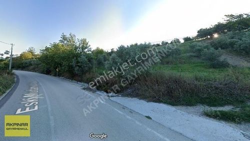 Arsa-Zeytinlik