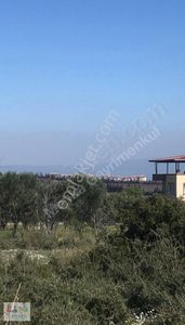 Arsa-Zeytinlik