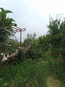 Arsa-Bağ & Bahçe