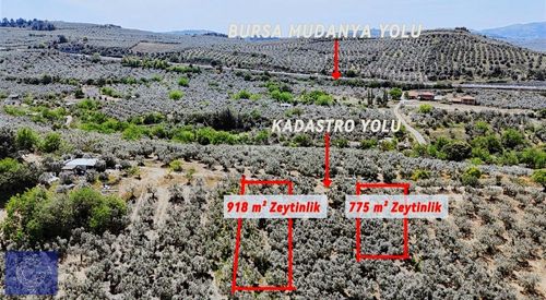 Arsa-Zeytinlik