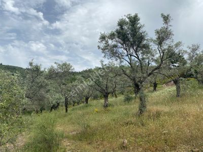 Arsa-Zeytinlik