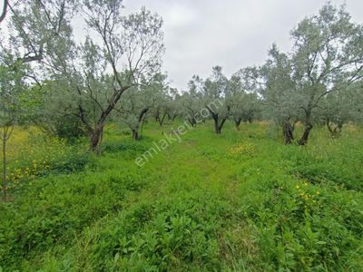 Arsa-Zeytinlik