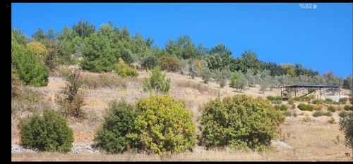 Arsa-Arazi