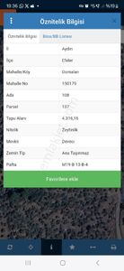 Arsa-Zeytinlik