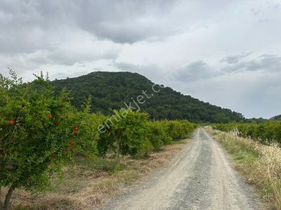 Arsa-Tarla
