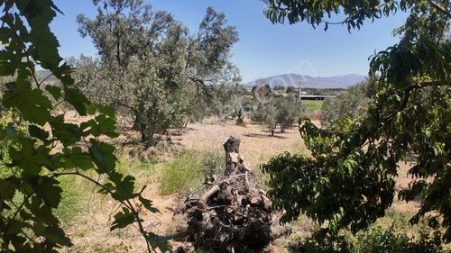 Konut-Çiftlik Evi