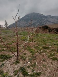 Arsa-Bağ & Bahçe