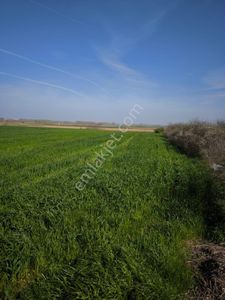 Arsa-Tarla