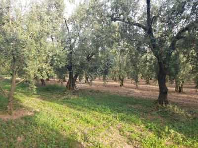 Arsa-Zeytinlik