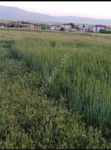 Arsa-Konut İmarlı
