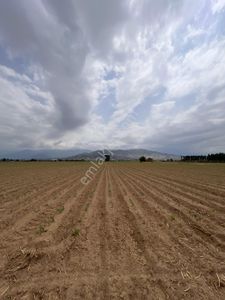 Arsa-Tarla