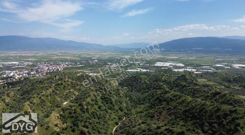 Arsa-Zeytinlik
