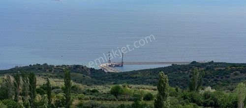 Arsa-Zeytinlik