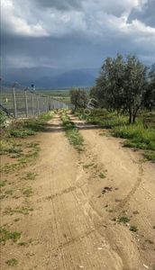 Arsa-Zeytinlik