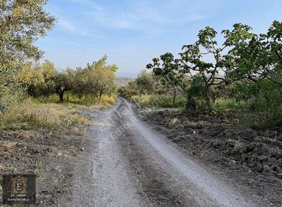 Arsa-Zeytinlik