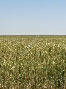 Arsa-Tarla