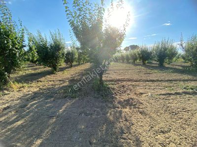 Arsa-Bağ & Bahçe