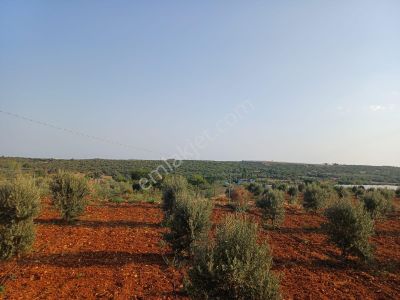Arsa-Tarla