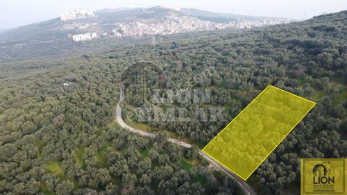 Arsa-Zeytinlik