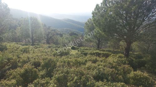 Arsa-Tarla