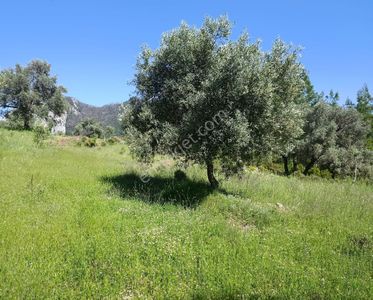 Arsa-Tarla