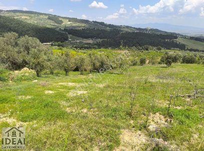 Arsa-Tarla