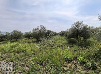 Arsa-Zeytinlik