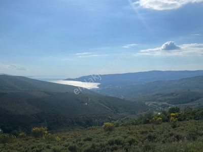 Arsa-Zeytinlik