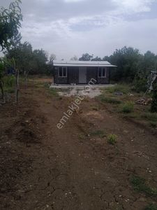Arsa-Zeytinlik