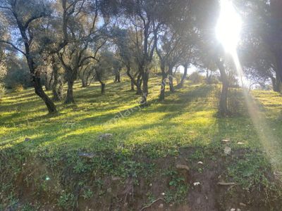 Arsa-Tarla