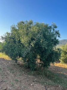 Arsa-Zeytinlik