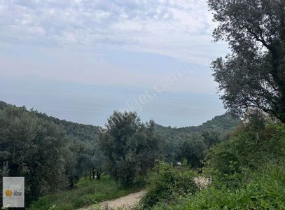 Arsa-Zeytinlik